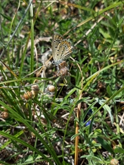 Polyommatus thersites