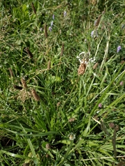 Plantago lanceolata