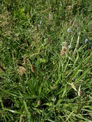 Plantago lanceolata