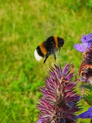 Bombus terrestris