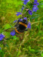 Bombus terrestris
