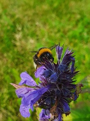 Bombus terrestris