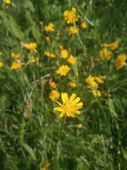 Scorzoneroides autumnalis