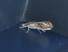 Catoptria verellus