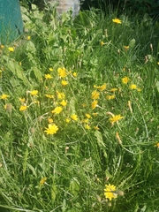 Scorzoneroides autumnalis