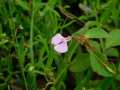 Balsaminaceae