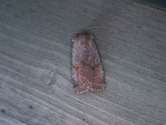 Protolampra sobrina