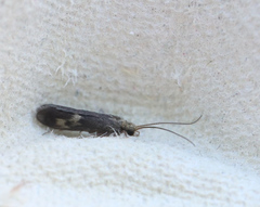 Neureclipsis bimaculata