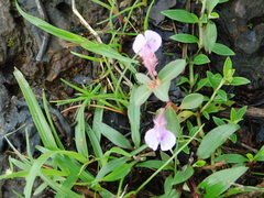 Balsaminaceae