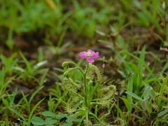 Drosera indica