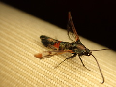 Synanthedon formicaeformis