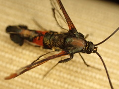 Synanthedon formicaeformis