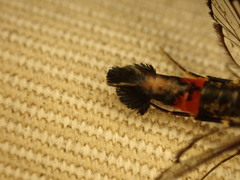 Synanthedon formicaeformis