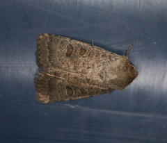 Hoplodrina blanda