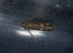 Neureclipsis bimaculata
