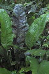 Spathiphyllum