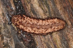 Philomycus togatus