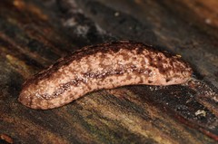 Philomycus togatus