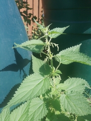 Urtica dioica