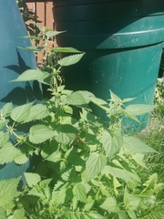 Urtica dioica