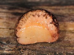 Philomycus togatus