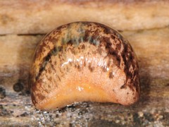 Philomycus togatus