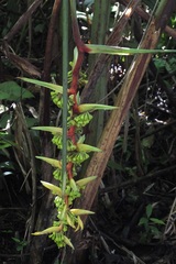 Heliconia schiedeana