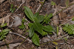 Psychotria loniceroides