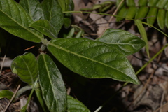 Psychotria loniceroides