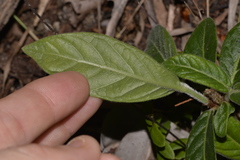 Psychotria loniceroides