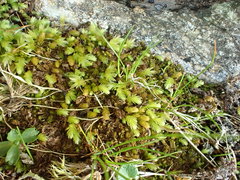 Mnium thomsonii