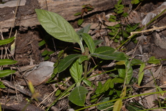 Psychotria loniceroides