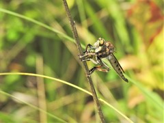 Promachus vertebratus