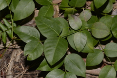 Backhousia myrtifolia