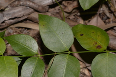 Backhousia myrtifolia