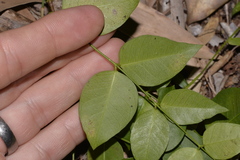 Backhousia myrtifolia