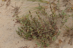 Polygonum maritimum