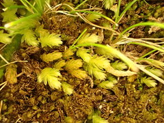 Mnium thomsonii