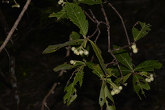 Psychotria loniceroides
