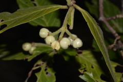 Psychotria loniceroides