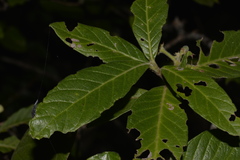 Psychotria loniceroides
