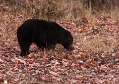 Melursus ursinus ursinus