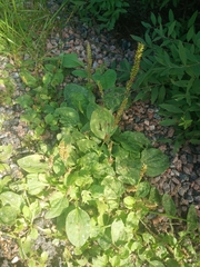Plantago major