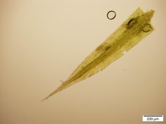 Conostomum tetragonum