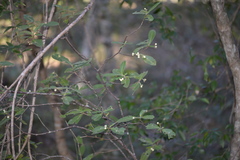 Psychotria loniceroides
