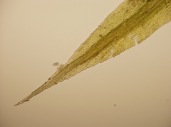 Conostomum tetragonum