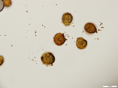 Conostomum tetragonum