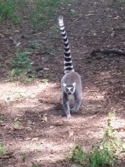 Lemur