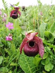 Cypripedium tibeticum