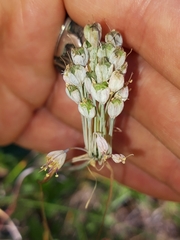 Allium flavum tauricum